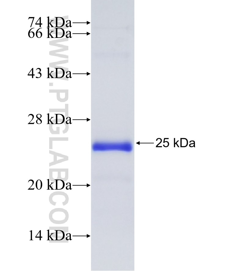 CIDEB fusion protein Ag26993 SDS-PAGE