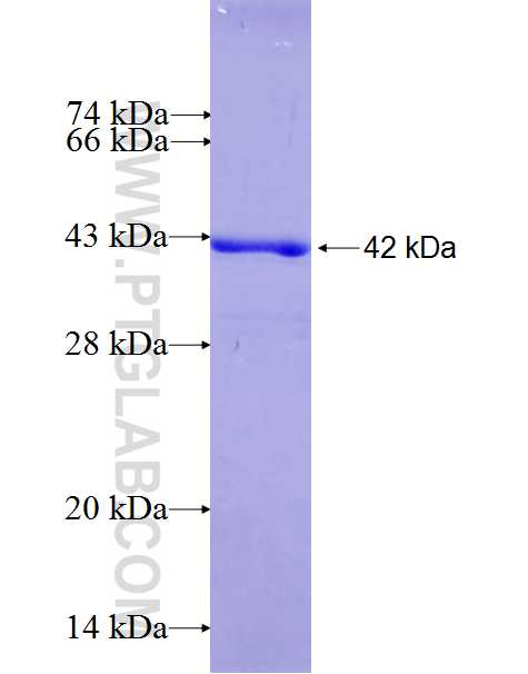 CIDEB fusion protein Ag27003 SDS-PAGE
