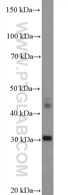 Western Blot (WB) analysis of MCF-7 cells using CIDEC Polyclonal antibody (12287-1-AP)