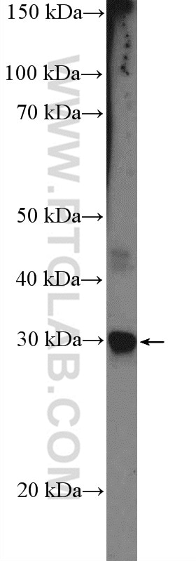 Western Blot (WB) analysis of MCF-7 cells using CIDEC Polyclonal antibody (12287-1-AP)