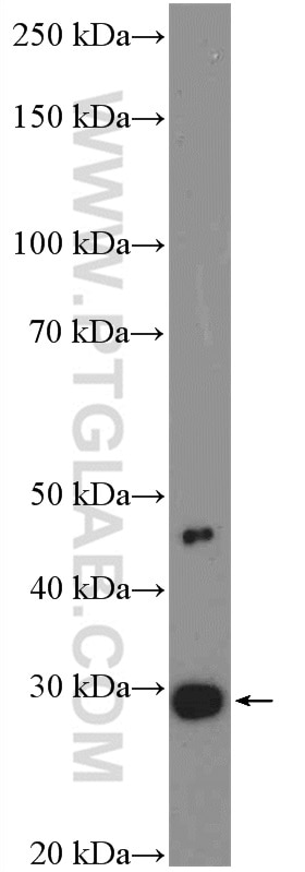 Western Blot (WB) analysis of L02 cells using CIDEC Polyclonal antibody (12287-1-AP)