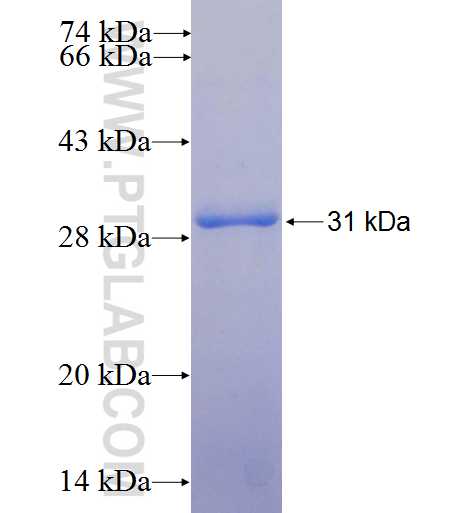 CIDEC fusion protein Ag24698 SDS-PAGE