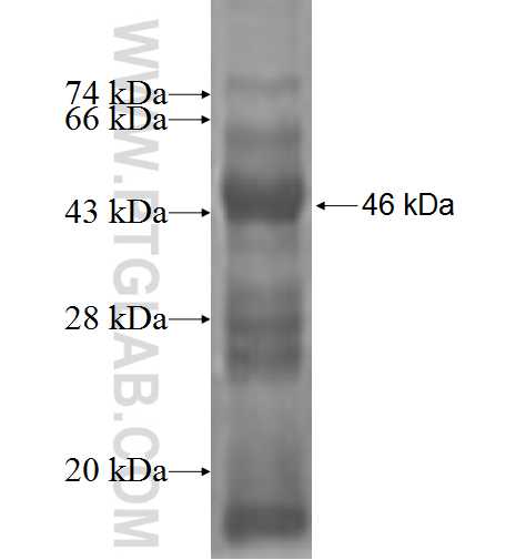 CIDEC fusion protein Ag2913 SDS-PAGE