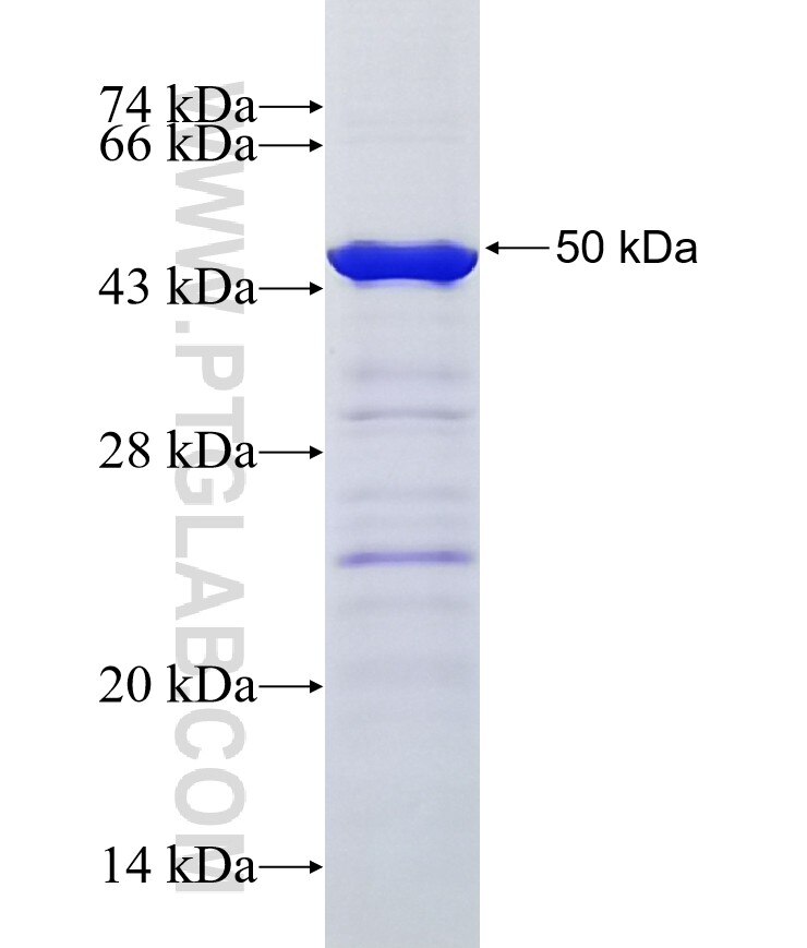 CILP fusion protein Ag4894 SDS-PAGE