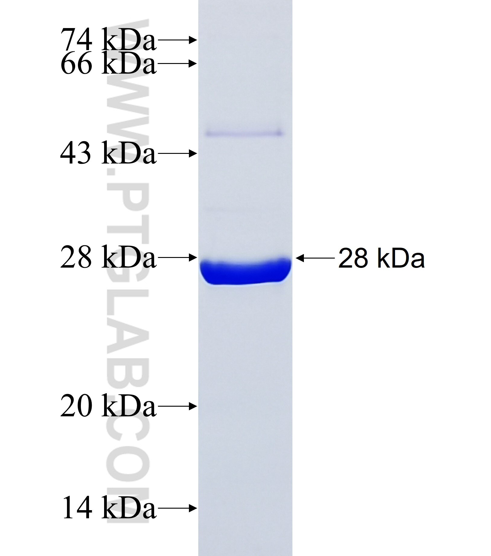 CIMIP2C fusion protein Ag38026 SDS-PAGE