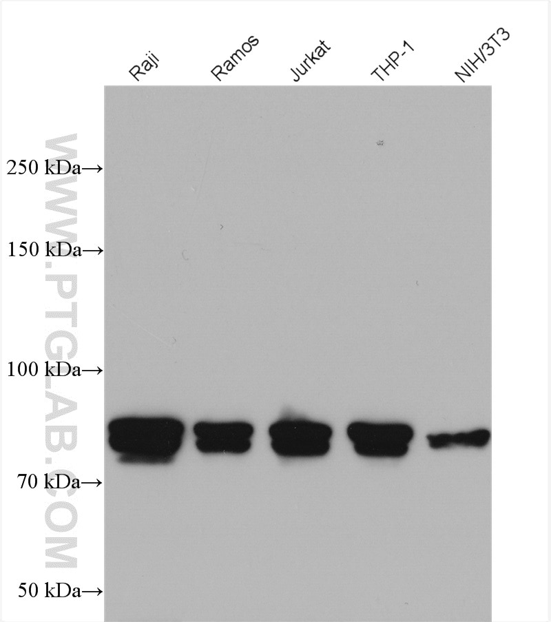 Western Blot (WB) analysis of various lysates using CIN85 Polyclonal antibody (12132-1-AP)