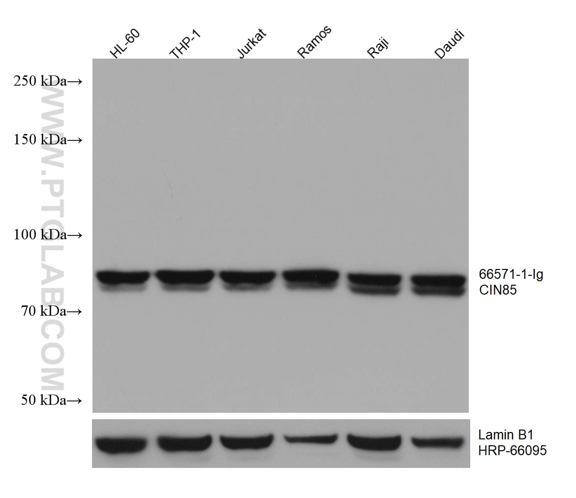 Western Blot (WB) analysis of various lysates using CIN85 Monoclonal antibody (66571-1-Ig)