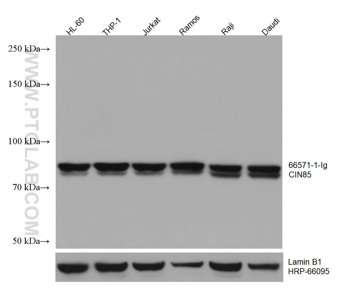 WB analysis using 66571-1-Ig