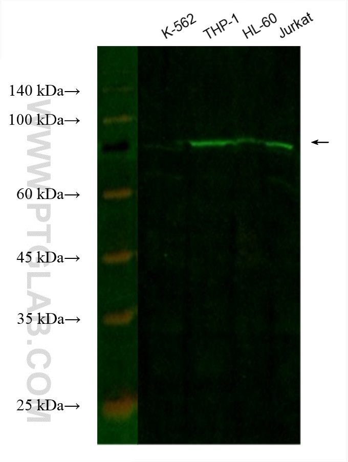 Western Blot (WB) analysis of various lysates using CoraLite® Plus 488-conjugated CIN85 Monoclonal ant (CL488-66571)