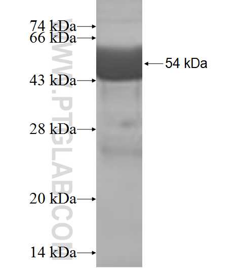 CINP fusion protein Ag7033 SDS-PAGE