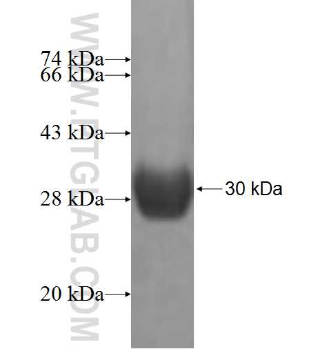 CINP fusion protein Ag7089 SDS-PAGE