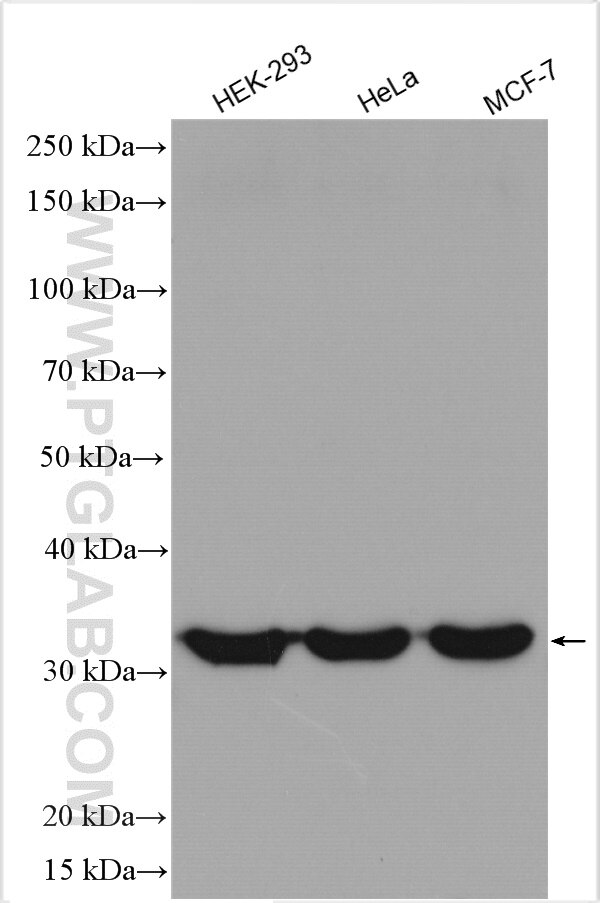 Western Blot (WB) analysis of various lysates using CIP29 Polyclonal antibody (15798-1-AP)