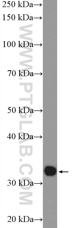 Western Blot (WB) analysis of rat liver tissue using CIP29 Polyclonal antibody (15798-1-AP)