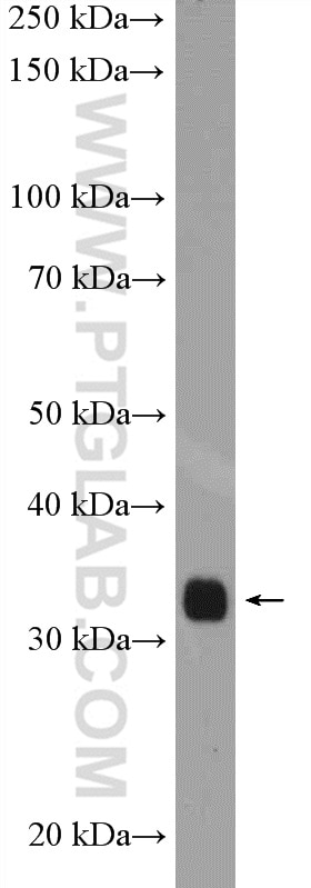 Western Blot (WB) analysis of rat pancreas tissue using CIP29 Polyclonal antibody (15798-1-AP)