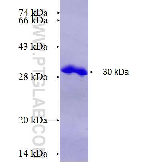 CIP29 fusion protein Ag8526 SDS-PAGE