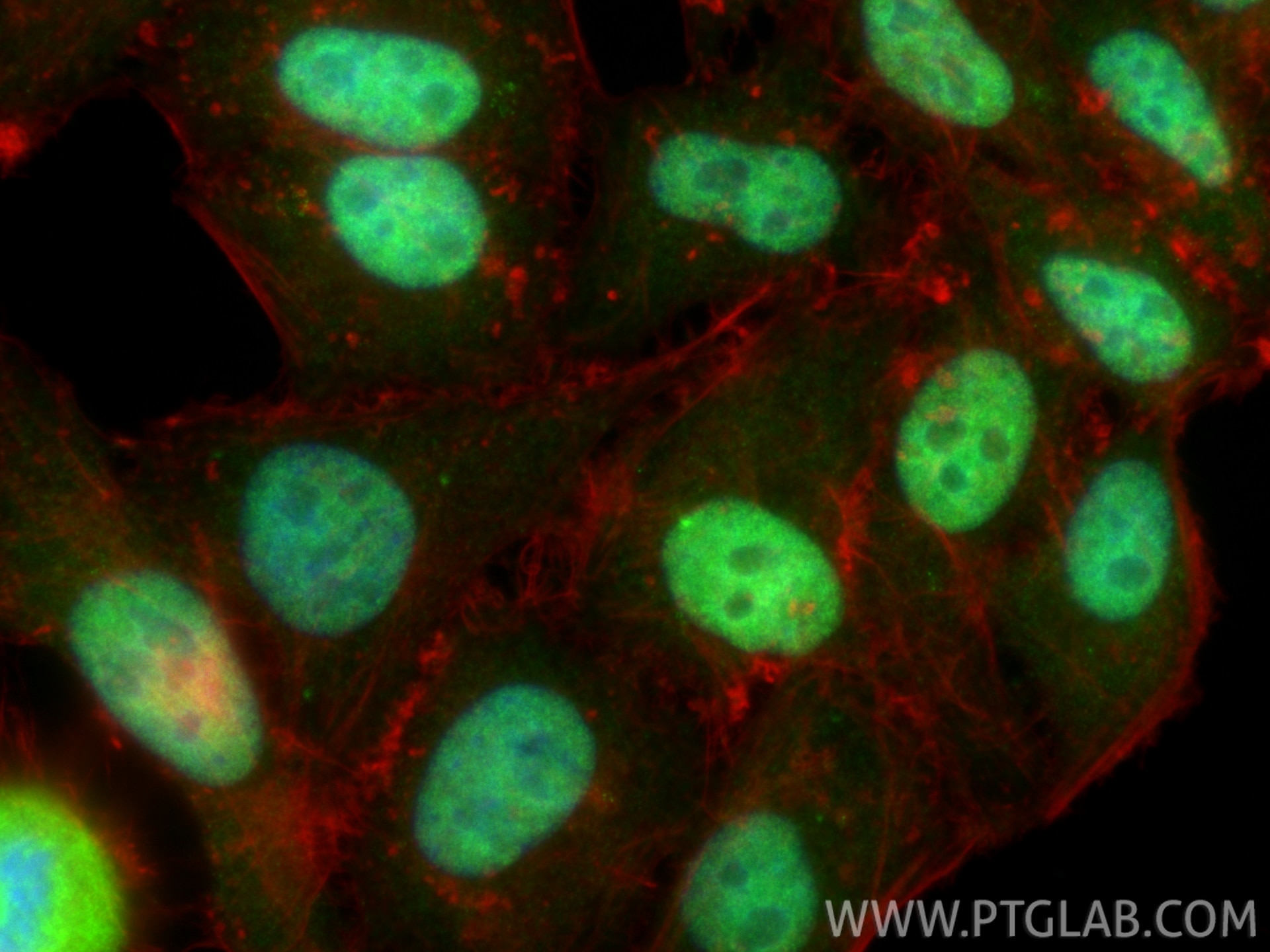 Immunofluorescence (IF) / fluorescent staining of HepG2 cells using CIRBP Polyclonal antibody (10209-2-AP)