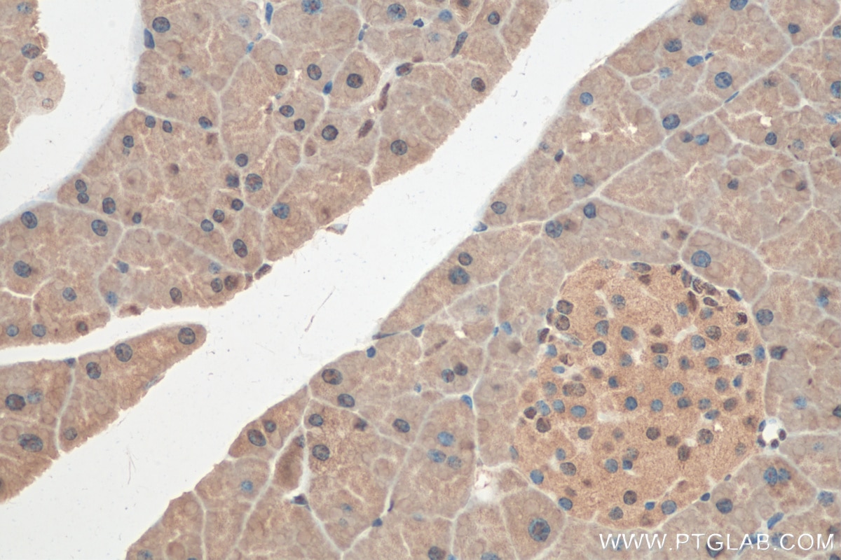 Immunohistochemistry (IHC) staining of mouse pancreas tissue using CIRBP Polyclonal antibody (10209-2-AP)