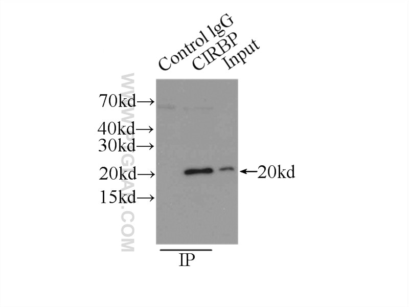 Immunoprecipitation (IP) experiment of HepG2 cells using CIRBP Polyclonal antibody (10209-2-AP)