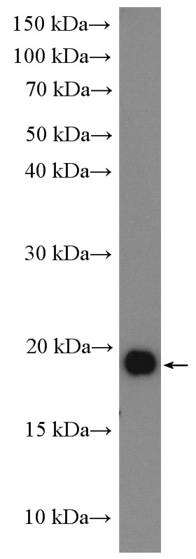 Western Blot (WB) analysis of PC-13 cells using CIRBP Polyclonal antibody (10209-2-AP)
