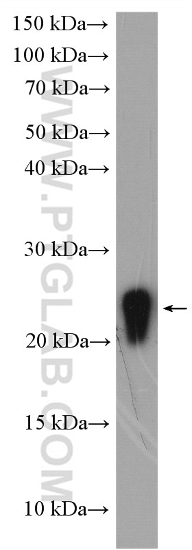 Western Blot (WB) analysis of mouse testis tissue using CIRBP Polyclonal antibody (10209-2-AP)