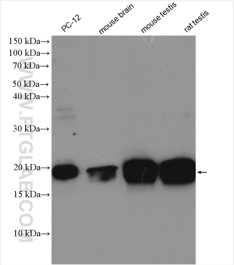 Western Blot (WB) analysis of PC-12 cells using CIRBP Polyclonal antibody (10209-2-AP)