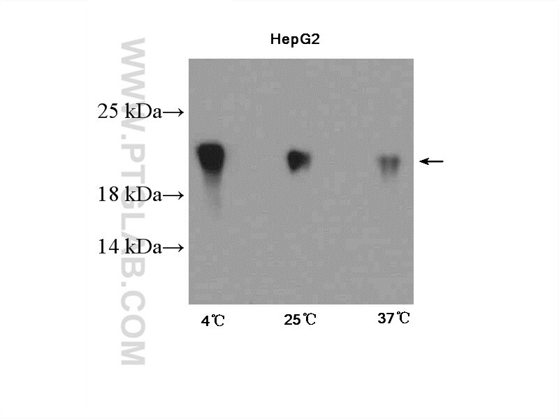 Western Blot (WB) analysis of HepG2 cells using CIRBP Polyclonal antibody (10209-2-AP)