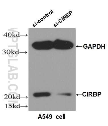 Western Blot (WB) analysis of A549 cells using CIRBP Polyclonal antibody (10209-2-AP)