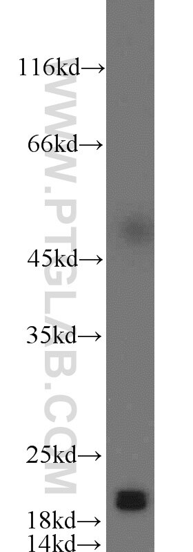 Western Blot (WB) analysis of HepG2 cells using CIRBP Polyclonal antibody (10209-2-AP)