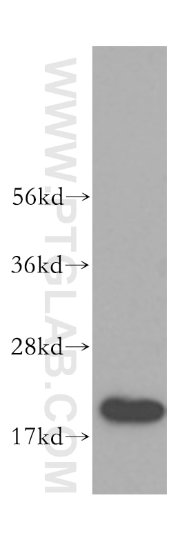 Western Blot (WB) analysis of HEK-293 cells using CIRBP Polyclonal antibody (10209-2-AP)