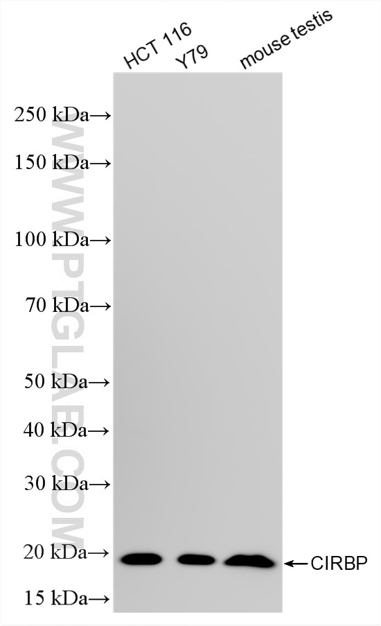 Western Blot (WB) analysis of various lysates using CIRBP Recombinant monoclonal antibody (88400-2-RR)