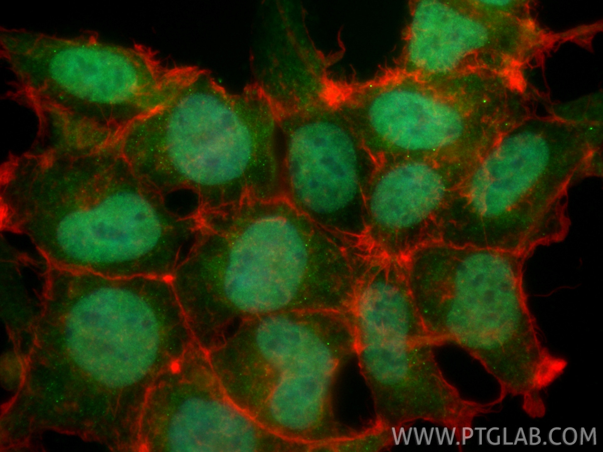 Immunofluorescence (IF) / fluorescent staining of HEK-293 cells using CoraLite® Plus 488-conjugated CIRBP Polyclonal ant (CL488-10209)