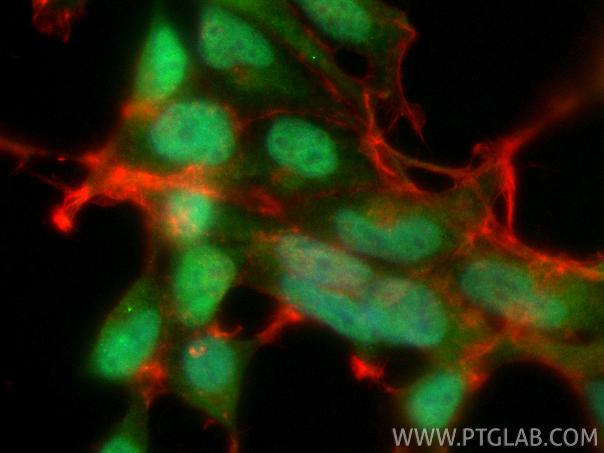 Immunofluorescence (IF) / fluorescent staining of HEK-293 cells using CoraLite® Plus 488-conjugated CIRBP Polyclonal ant (CL488-10209)