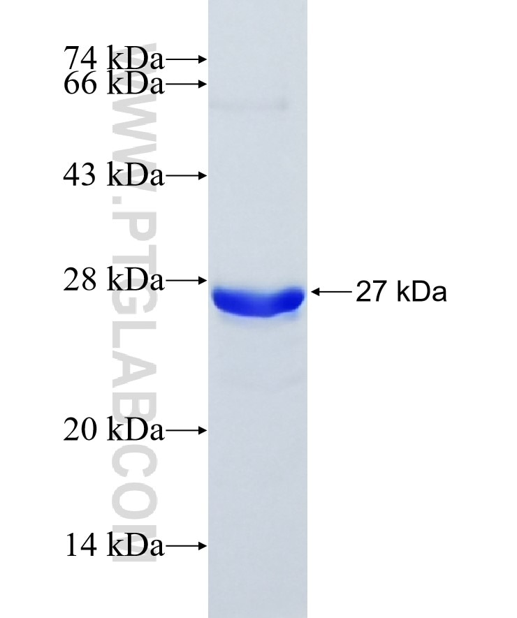 CIRBP fusion protein Ag21250 SDS-PAGE