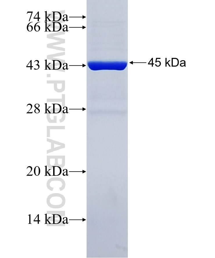 CIRBP fusion protein Ag0280 SDS-PAGE