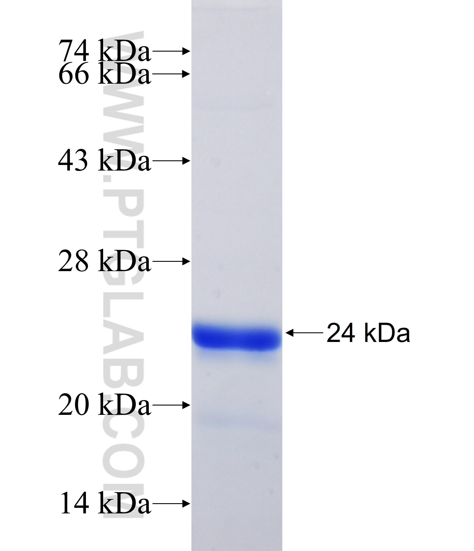CIRBP fusion protein Ag16702 SDS-PAGE