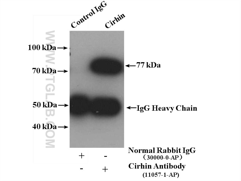 Immunoprecipitation (IP) experiment of HepG2 cells using Cirhin Polyclonal antibody (11057-1-AP)