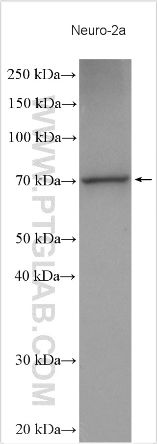 Western Blot (WB) analysis of various lysates using Cirhin Polyclonal antibody (11057-1-AP)