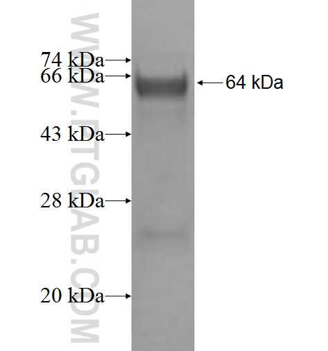CIRH1A fusion protein Ag1494 SDS-PAGE