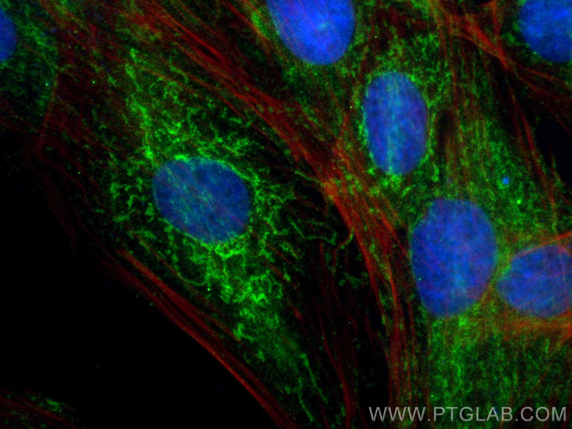 Immunofluorescence (IF) / fluorescent staining of H9C2 cells using CISD1 Monoclonal antibody (68030-1-Ig)