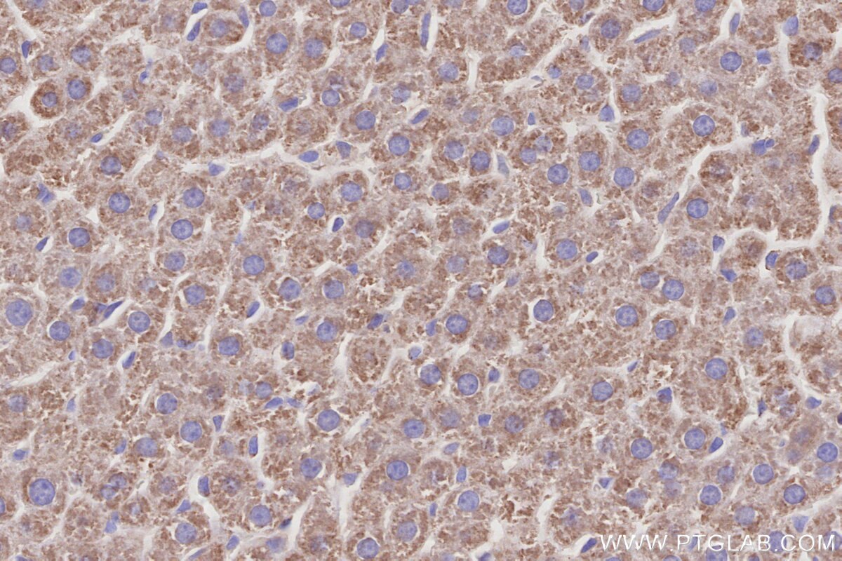 Immunohistochemistry (IHC) staining of rat liver tissue using CISD1 Monoclonal antibody (68030-1-Ig)
