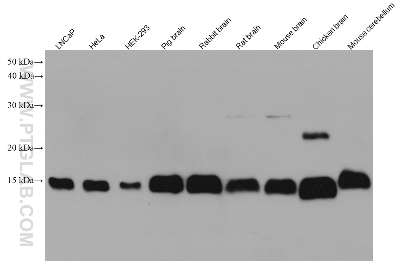 Western Blot (WB) analysis of various lysates using CISD1 Monoclonal antibody (68030-1-Ig)