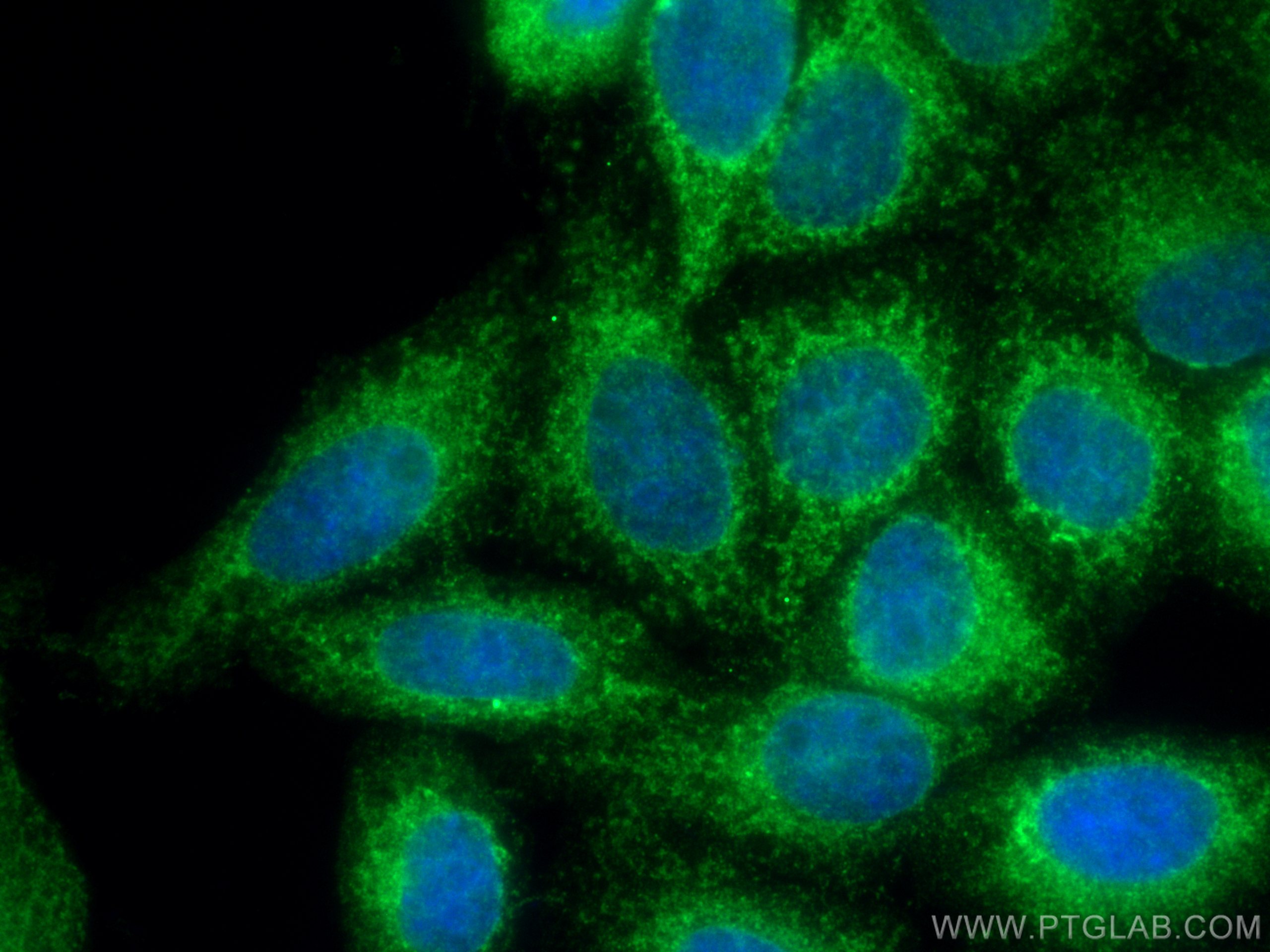 Immunofluorescence (IF) / fluorescent staining of HepG2 cells using CISD2 Polyclonal antibody (13318-1-AP)