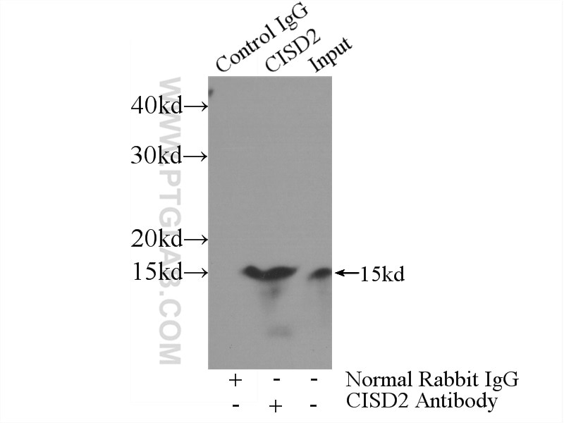Immunoprecipitation (IP) experiment of mouse brain tissue using CISD2 Polyclonal antibody (13318-1-AP)