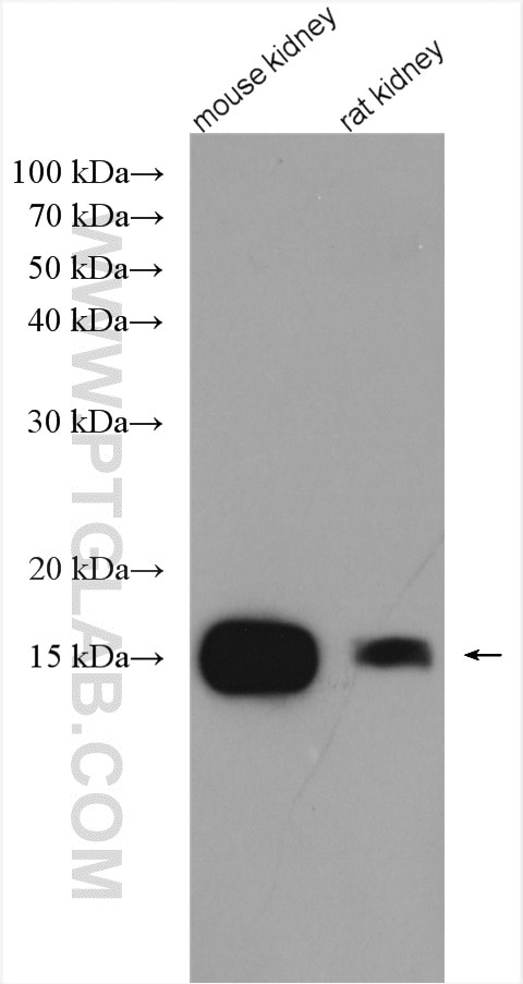 Western Blot (WB) analysis of various lysates using CISD2 Polyclonal antibody (13318-1-AP)