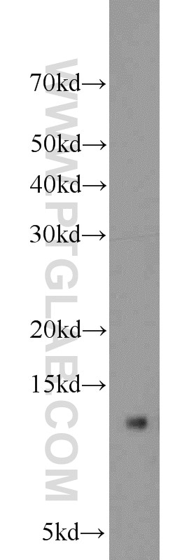 Western Blot (WB) analysis of mouse brain tissue using CISD2 Polyclonal antibody (13318-1-AP)