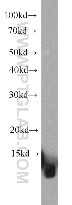 Western Blot (WB) analysis of mouse heart tissue using CISD2 Polyclonal antibody (13318-1-AP)