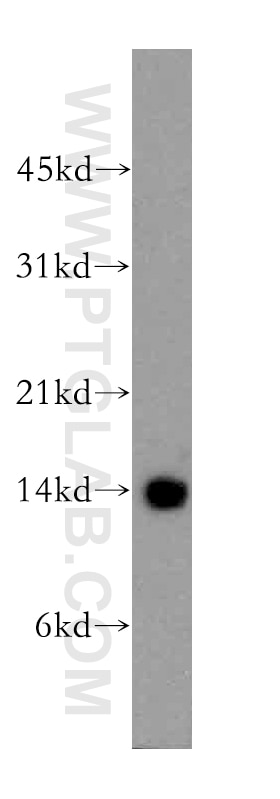 Western Blot (WB) analysis of human brain tissue using CISD2 Polyclonal antibody (13318-1-AP)