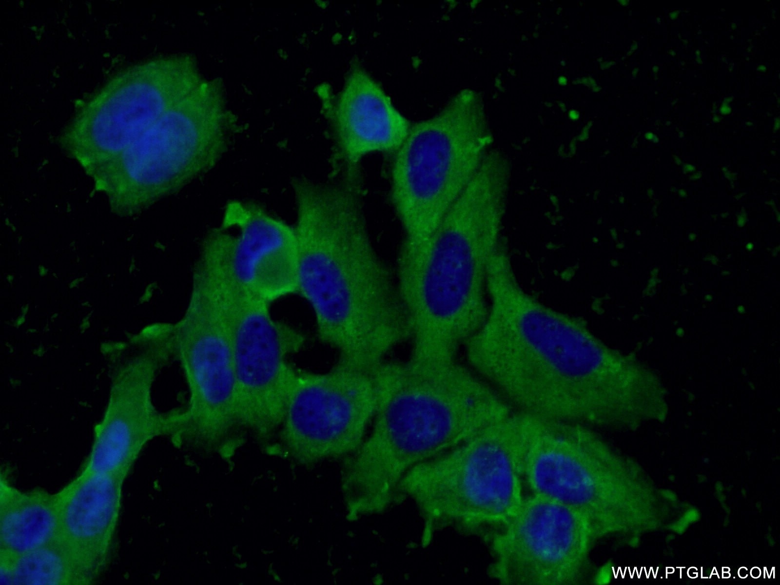 Immunofluorescence (IF) / fluorescent staining of MCF-7 cells using CISD2-Specific Monoclonal antibody (66082-1-Ig)