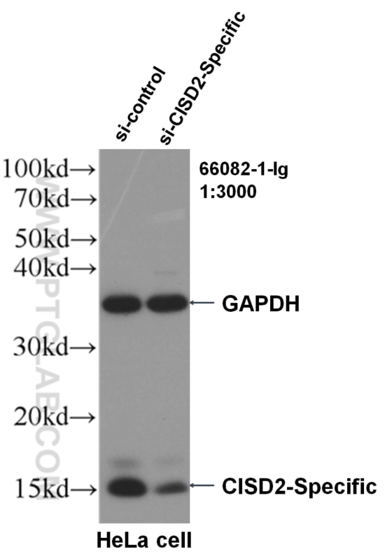 Western Blot (WB) analysis of HeLa cells using CISD2-Specific Monoclonal antibody (66082-1-Ig)