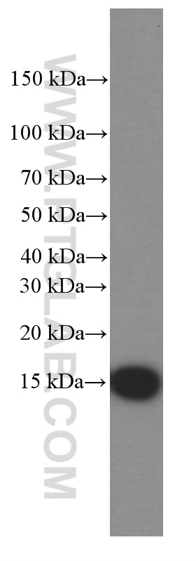 Western Blot (WB) analysis of fetal human brain tissue using CISD2-Specific Monoclonal antibody (66082-1-Ig)